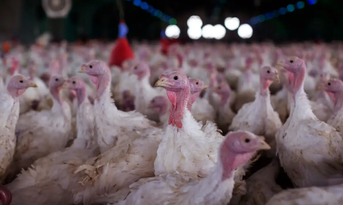 Caso de Newcastle em Nova Itaberaba: ABPA avalia impactos nas exportações de carne de frango