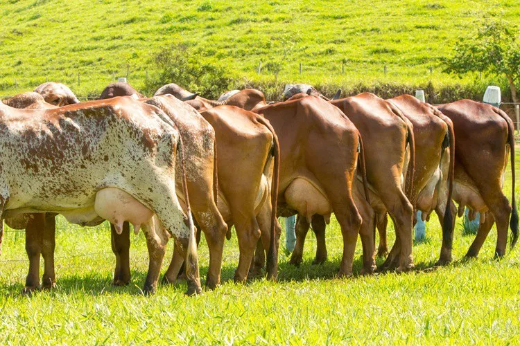 MDA cria grupo de trabalho para enfrentar desafios e fortalecer a produção de leite da agricultura familiar