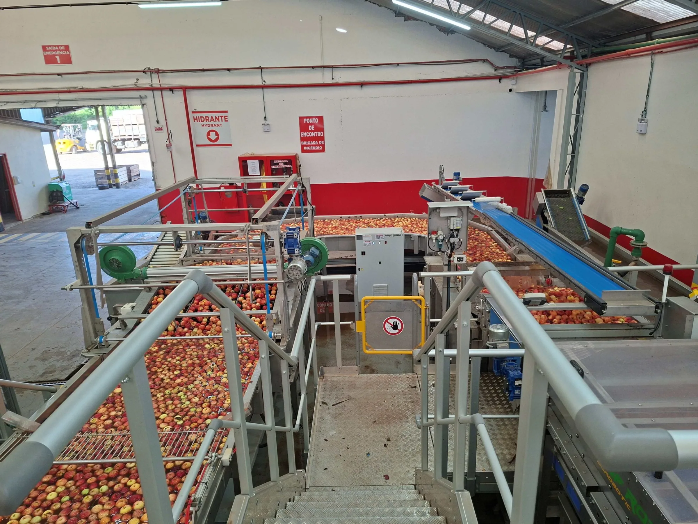 Beneficiamento da maca São Joaquim Cooperserra. (Foto: Departamento Regional de São Joaquim/Cidasc)