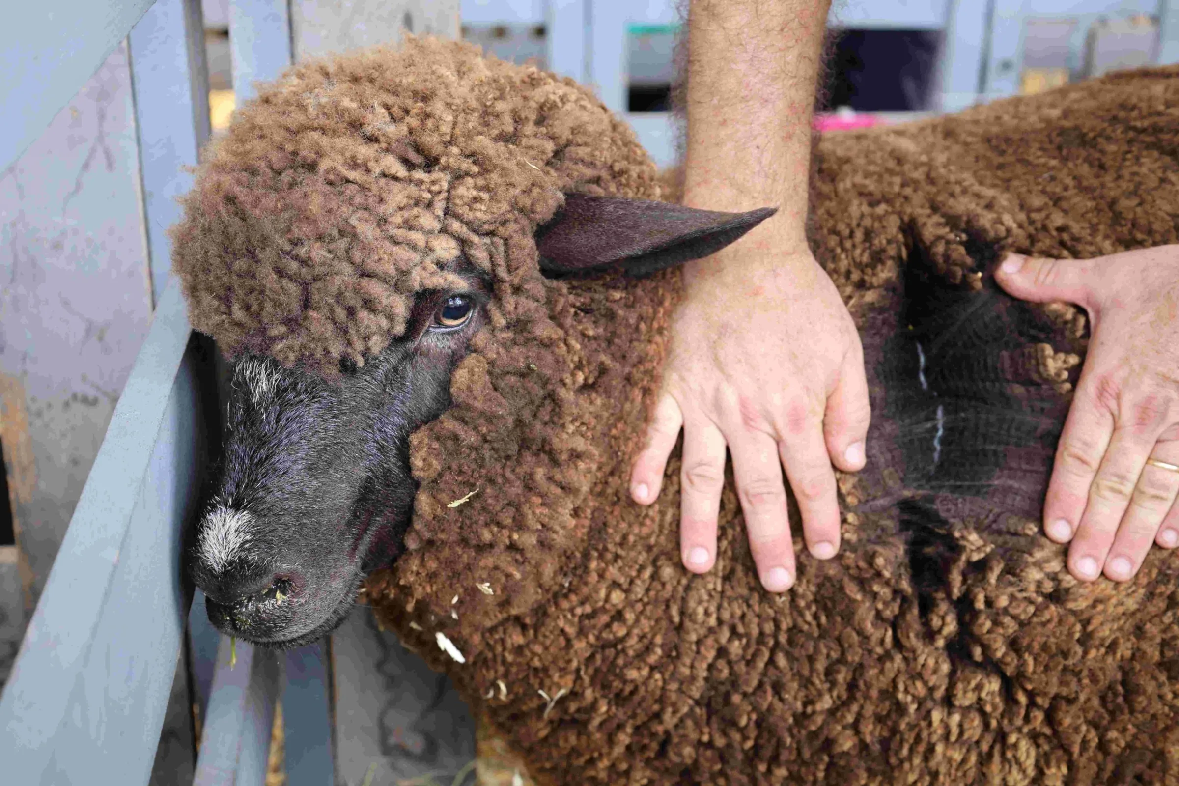 Do campo à pista, ovinocultura catarinense ganha espaço na Expomerco