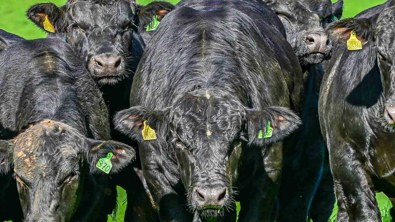 Leilões de touros apontam valorização da genética bovina
