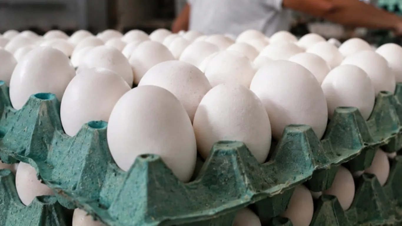 Preços dos ovos caem na segunda quinzena de setembro com demanda menor